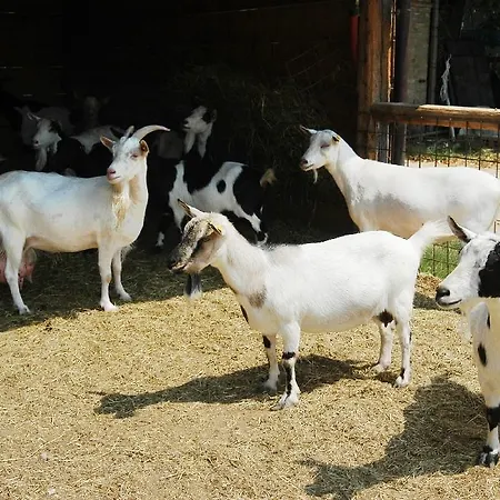 Agriturismo Venturato Séjour à la ferme Bovolenta